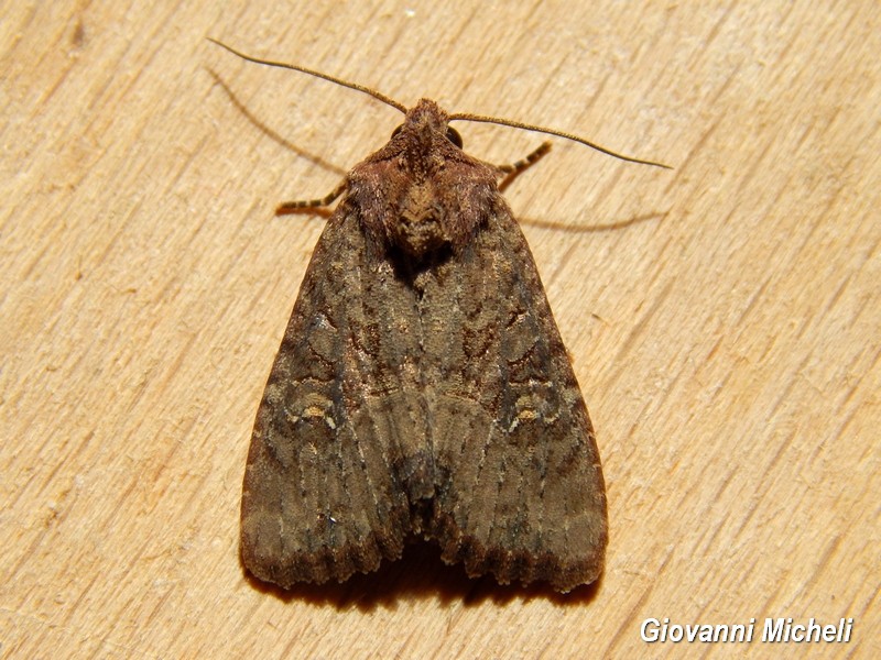 Noctuidae da ID - Apamea unanimis